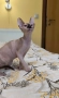 Донски Сфинкс със сине очи с родословие , снимка 3