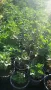 Йоща Плоден храст, снимка 3