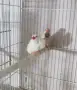 Двойка Остроопашати , снимка 1