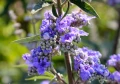 Дърво на целомъдрието (Vitex agnus castus) АВРАМОВО ДЪРВО, ВИТЕКС АГНУС КАСТУС, снимка 9