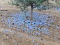Сини сливи за ракия! БЕЗПЛАТНА ДОСТАВКА ЗА РЕГИОНА, снимка 2