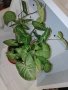 Сингониум , снимка 3