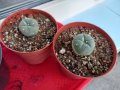 Lophophora williamsii - семена и кактуси