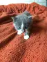 ангорски котета, снимка 3