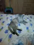 Продавам малки котенца шотландци, снимка 8