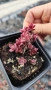 Седум Горски Пожар, Sedum SunSparkler Wildfire , снимка 8