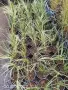 Carex oshimensis 'Evergold' (Карекс Евърголд) , снимка 2