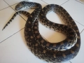 Змия смок Бул снейк Pituophis Catenifer, снимка 1