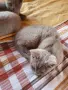 Британски късокосмести котета,  обезпаразитени с хигиенни навици , снимка 3