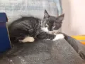Подарявам малки котенца, снимка 2
