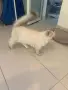 Шотлански котета, снимка 13