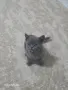 Британска късокосместа, снимка 7