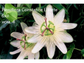 Пасифлора - Passiflora   Налични 4 вида , снимка 4