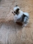 Мини шпиц померан момиче , снимка 2