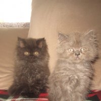 Сиви , черни , оранжеви и бели персийски котенца , снимка 4 - Персийска - 29961039