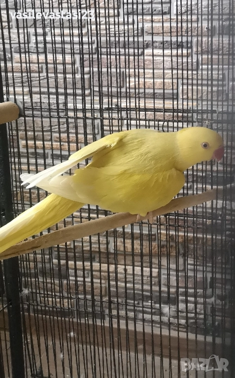 жьлт мальк александър , снимка 1