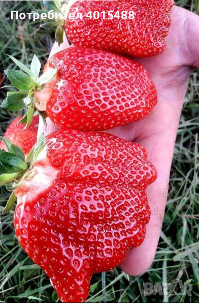 Prodavam korencheta celogodishni qgodi 2 sorta Monterei i Flamenko, снимка 1