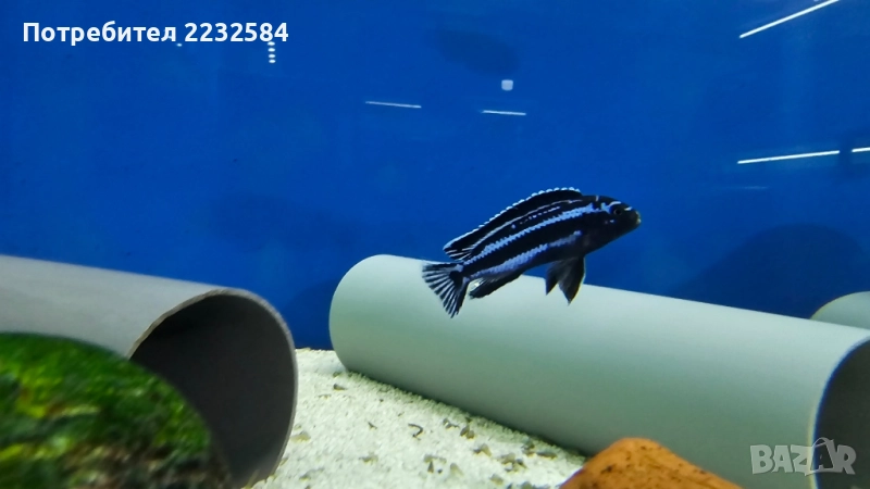 Рибки Африкански цихлиди, снимка 1