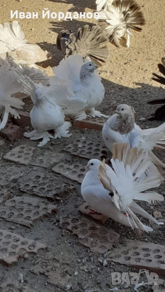 Гълъби Индийски Фенерлий, снимка 1