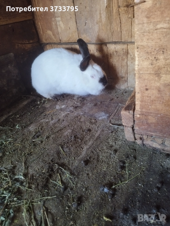 Калифорнийка, снимка 1