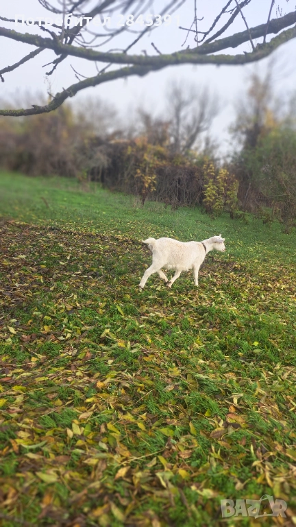 Женско яре 35 кг, снимка 1