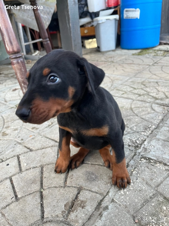 Продавам доберманчета, снимка 1