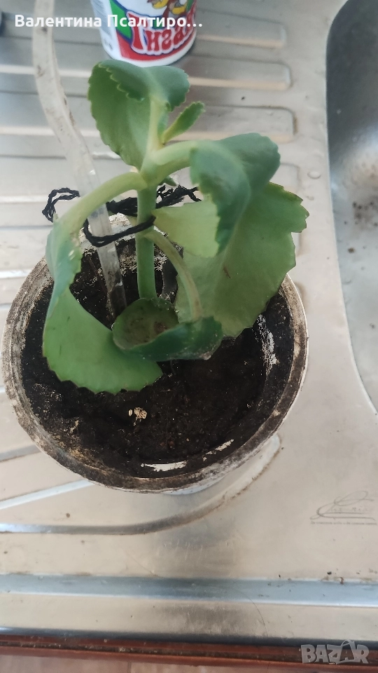 Каланхое дегреминтиана , снимка 1
