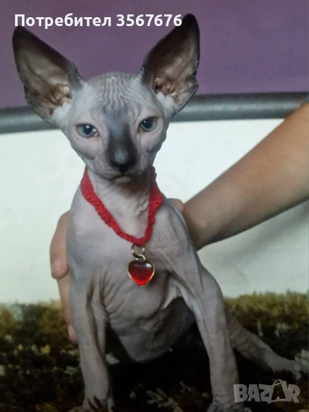 Канадски сфинкс , снимка 1