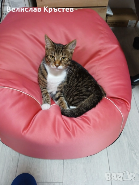 Коте мъжко на 5 месеца порода микс подарявам, снимка 1