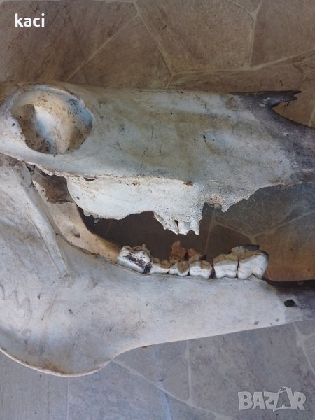 Череп от кон -40сантиметра., снимка 1