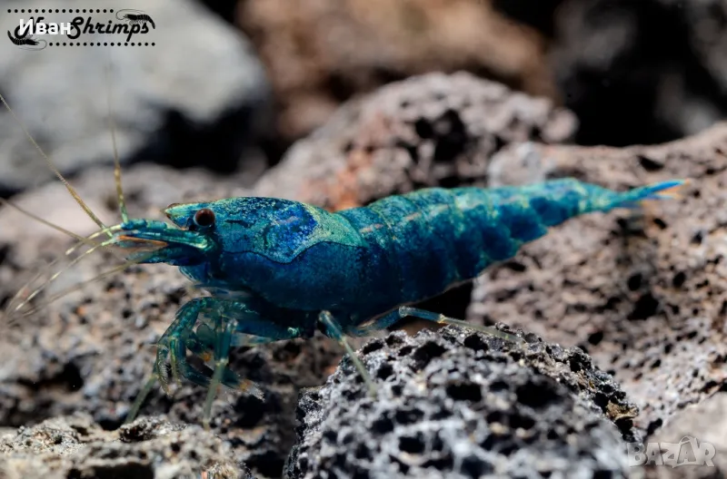 Аквариумни скариди Blue bolt Extreme, снимка 1