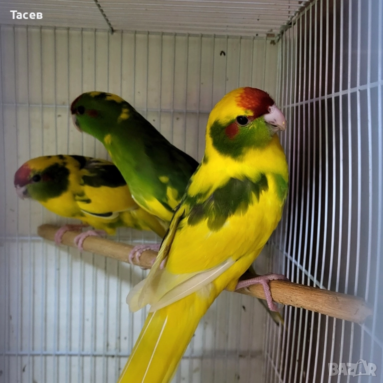 Какарики, снимка 1