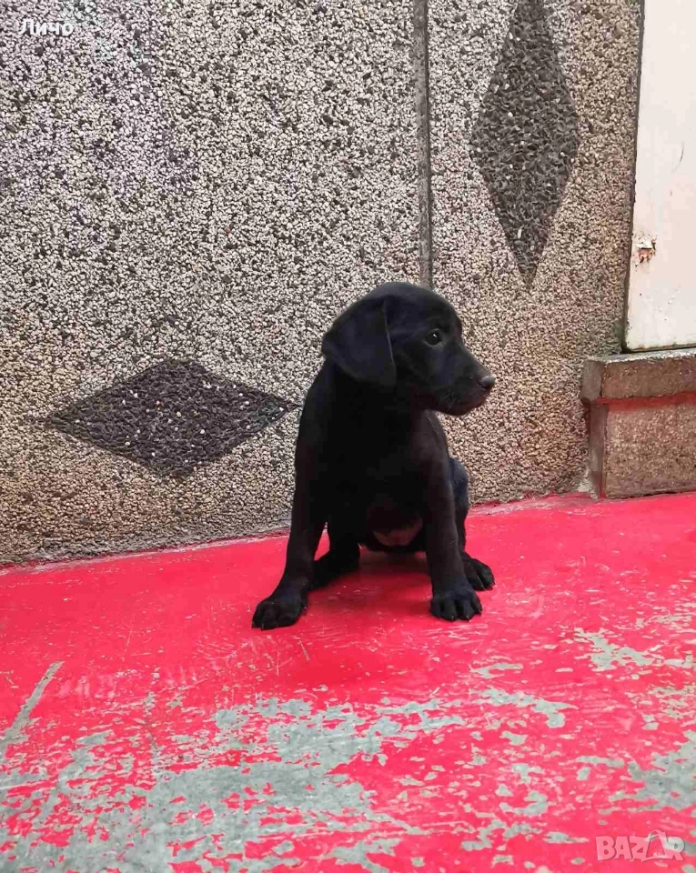 продавам женско лабрадорче, снимка 1