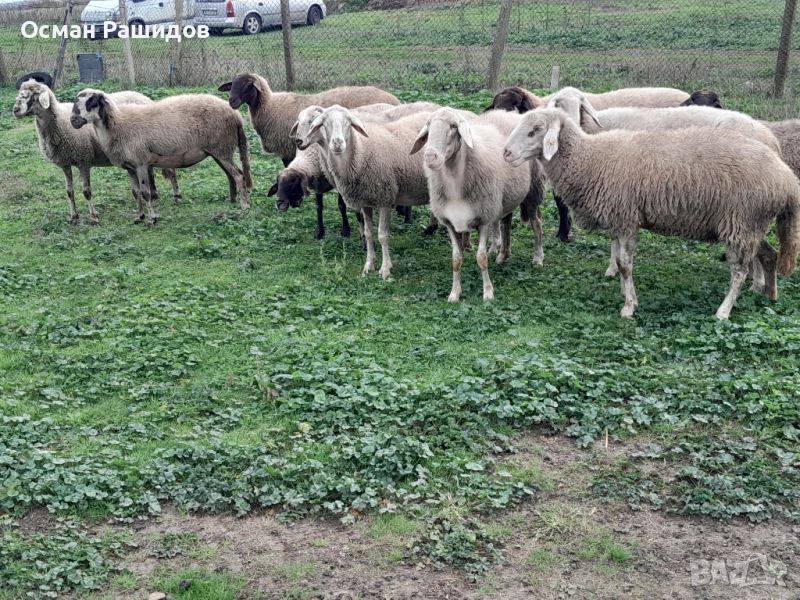 Продавам 10 овце заплодени и 1 коч, снимка 1