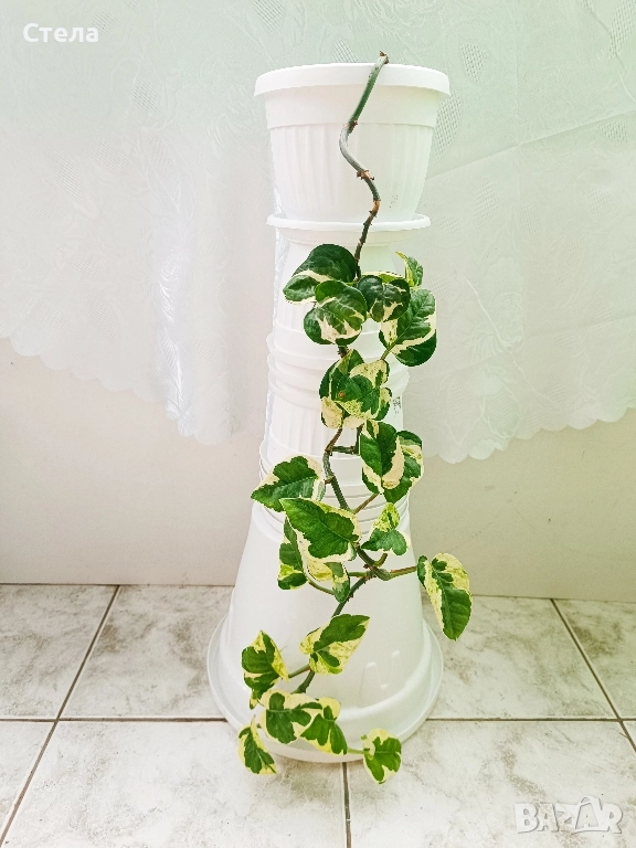 Сциндапсус, Индрише, Бенджамин и други стайни цветя , снимка 1