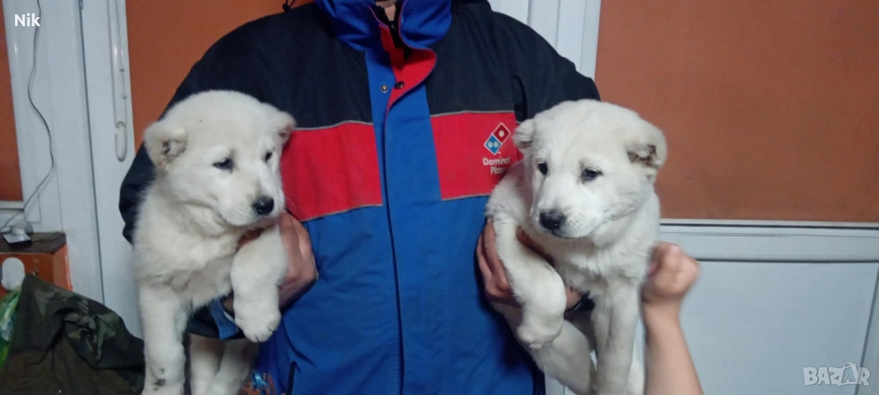 Алабайчета САО, снимка 1