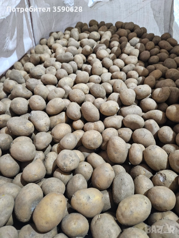 Картоф, снимка 1