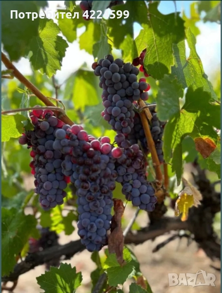 Продавам грозде. Област Пазарджик , снимка 1
