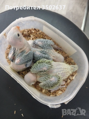 Малък александър, снимка 3 - Папагали - 54178530