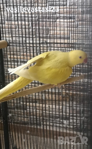 жьлт мальк александър 