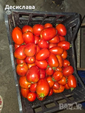 Домати Рома сорт Челси, снимка 3 - Домашни продукти - 55740077