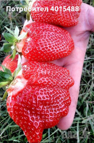 Prodavam korencheta celogodishni qgodi 2 sorta Monterei i Flamenko