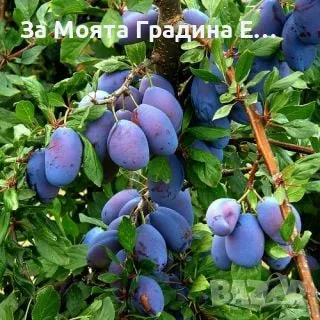 Плодни дръвчета , снимка 13 - Разсади - 49420186