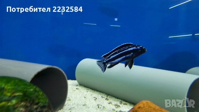 Рибки Африкански цихлиди