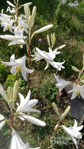 Продавам големи луковици на цветя лилиум за градината, снимка 14 - Сортови семена и луковици - 51555187