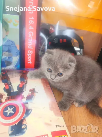 Прекрасни Шотландски Клепоухи котенца (Scottish Fold), снимка 6 - Други - 56071434