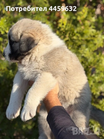 Кученца Алабай, снимка 2 - Алабай - 53922557