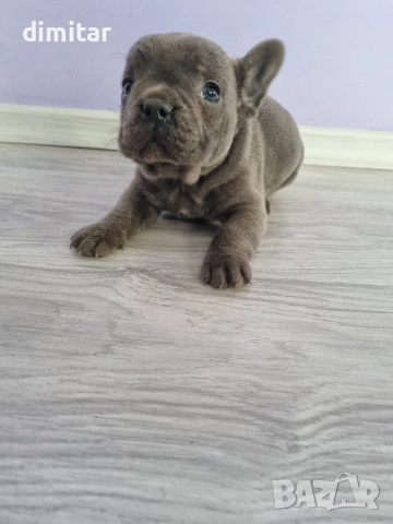 френски булдог момче , снимка 4 - Френски булдог - 52834567