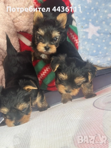 Три мъжки йоркита от родословни родители“, снимка 8 - Йоркширски териер - 52836585
