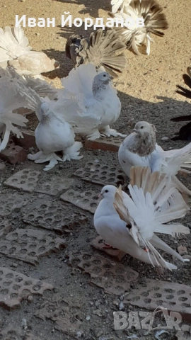 Гълъби Индийски Фенерлий